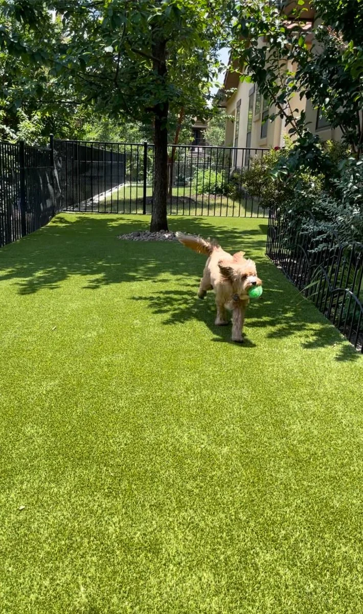 Pet-friendly artificial grass installation in Norwich - safe for dogs, cats and children